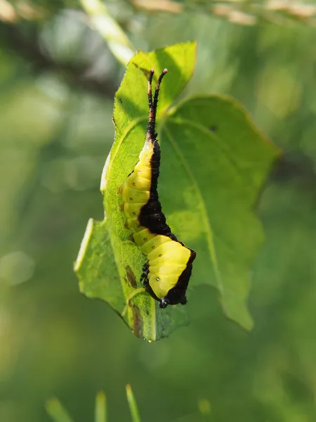 Catterpillar van de witte — Stockfoto