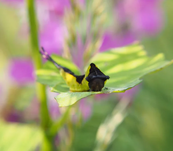 Raupe der Cerura — Stockfoto