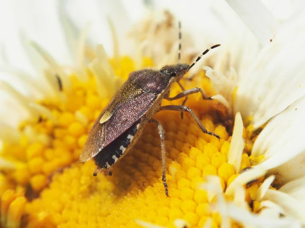 Waldkäfer auf einer Blume — Stockfoto