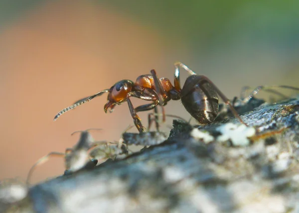 Ants — Stock Photo, Image