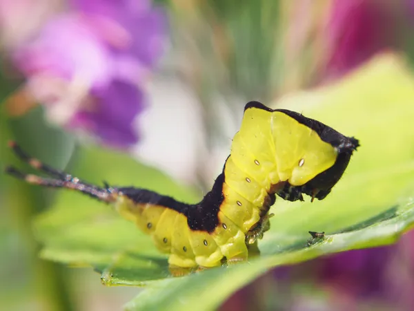Gąsienicowa Catterpillar Cerura — Zdjęcie stockowe