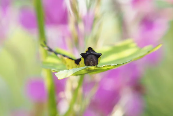 Catterpillar από το Cerura — Φωτογραφία Αρχείου