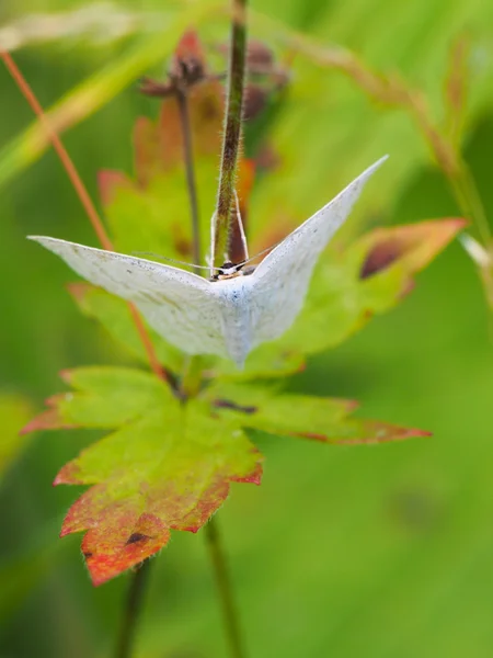 Mariposa en una planta — Foto de Stock