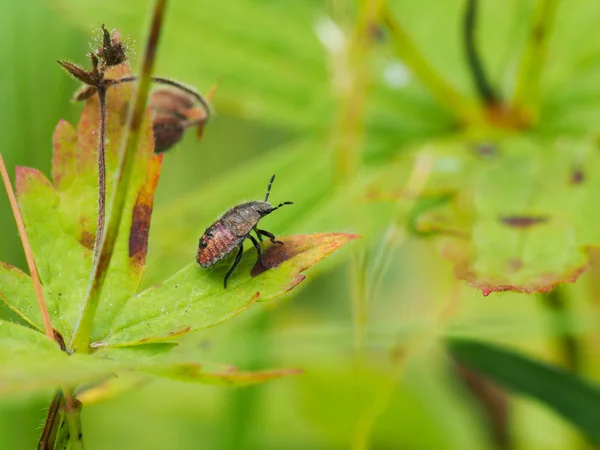 Bug da floresta em uma flor — Fotografia de Stock