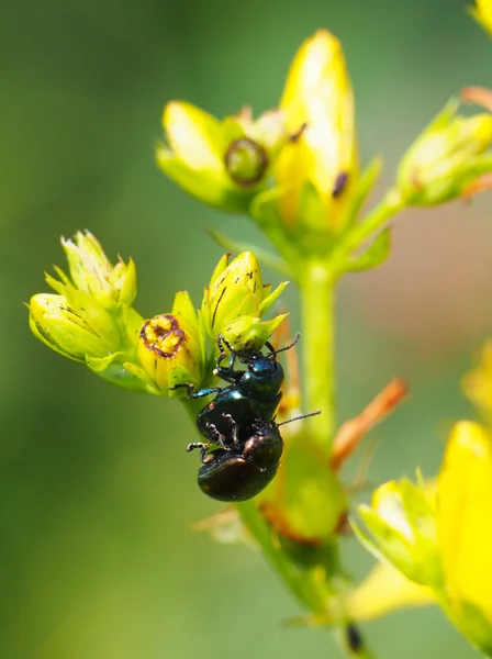 Coléoptère sur une fleur — Photo