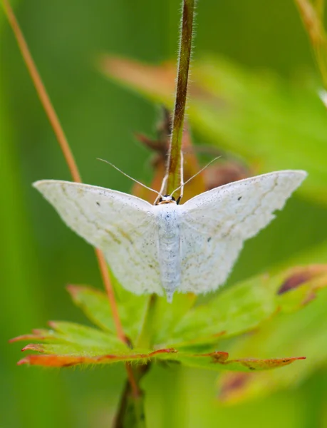 Schmetterling auf einer Pflanze — Stockfoto