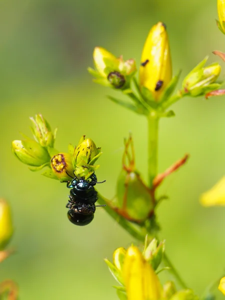 Beetle on a flower — Stock Photo, Image