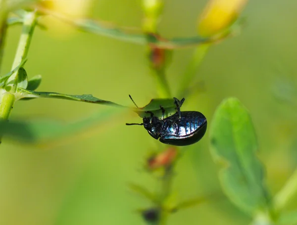 Beetle on a flower — Stock Photo, Image