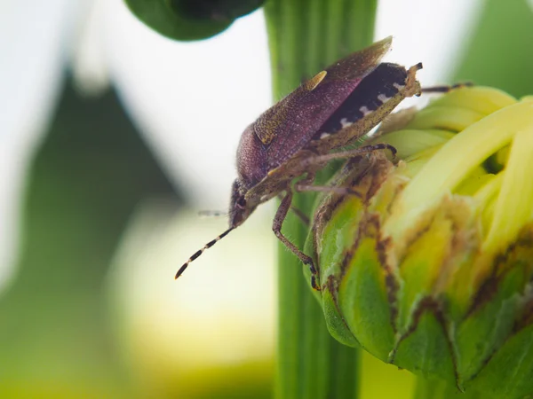 Forest bug on a flower — Stock Photo, Image