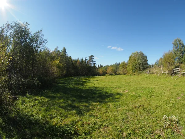 Wissen in het bos — Stockfoto