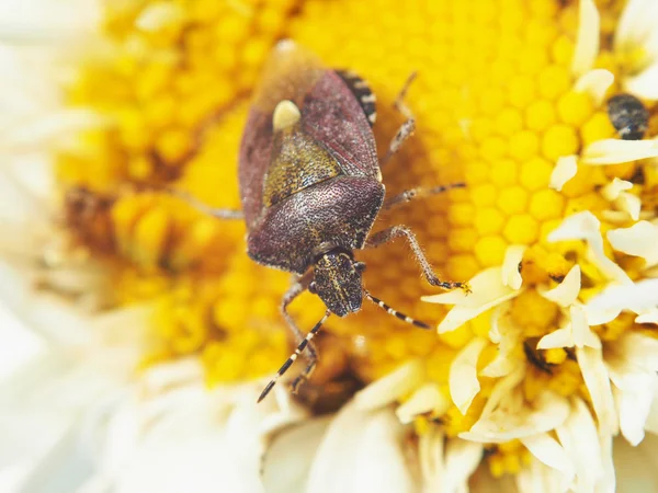 Forest bug on a flower — Stock Photo, Image