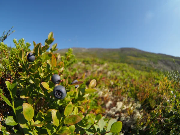 山中植物 — 图库照片