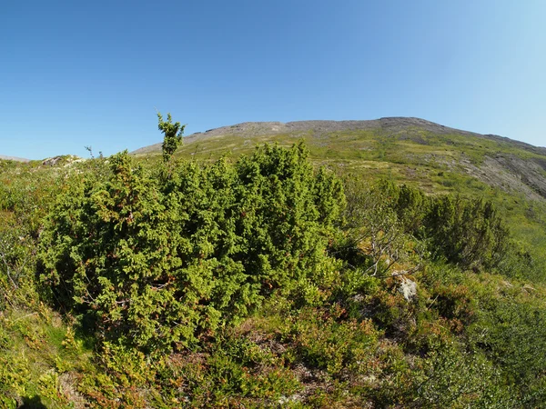 Plantas en las montañas — Foto de Stock