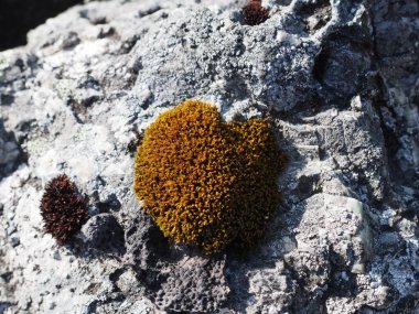 kalp şeklinde bir taş üzerinde yosun