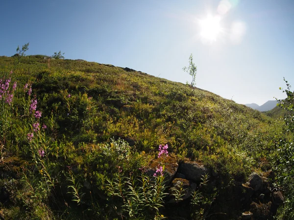 Piante in montagna — Foto Stock