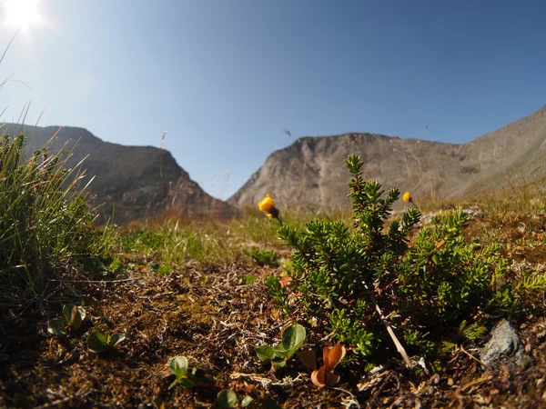 Plantes dans les montagnes — Photo