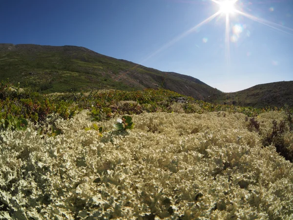 Pflanzen in den Bergen — Stockfoto