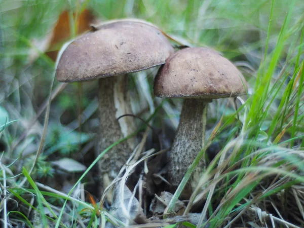 Cogumelos na floresta — Fotografia de Stock