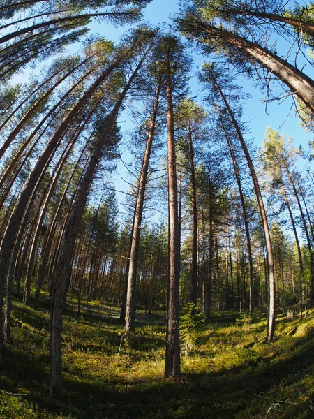 Legno di pino — Foto Stock