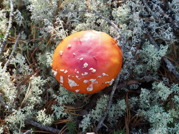 Mushrooms in the forest — Stock Photo, Image