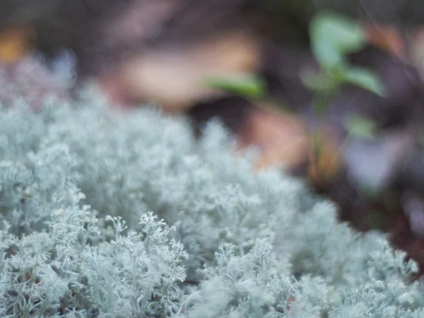 Moss en el bosque — Foto de Stock