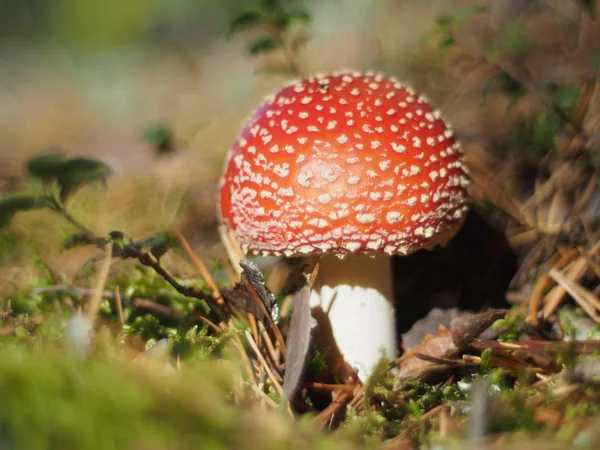 Pilze im Wald — Stockfoto