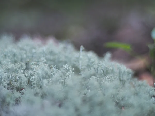 Moss in forest — Stock Photo, Image