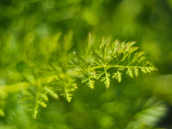 Yaz orman çim — Stok fotoğraf