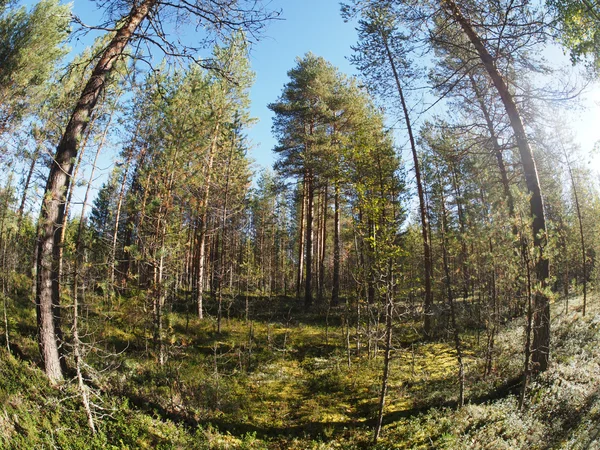 Сосновый лес — стоковое фото