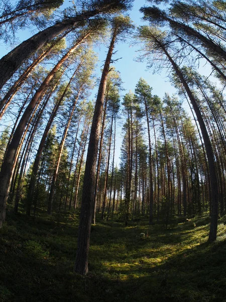 Kiefernwald — Stockfoto