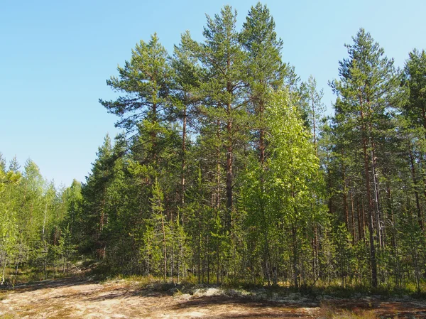 Bosque en verano —  Fotos de Stock