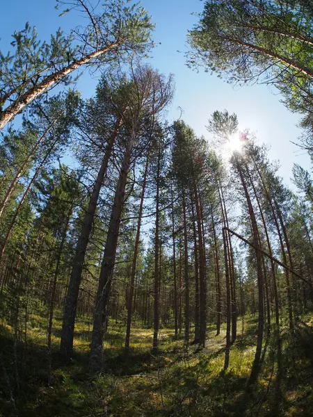 Foresta in estate — Foto Stock