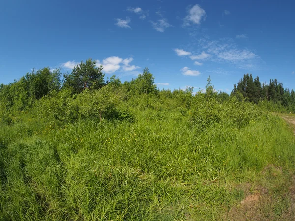 Bos in de zomer — Stockfoto