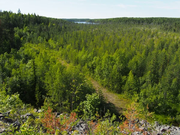 Wald im Sommer — Stockfoto