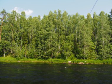 Orman