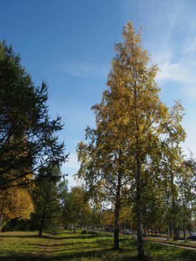 Park Güz
