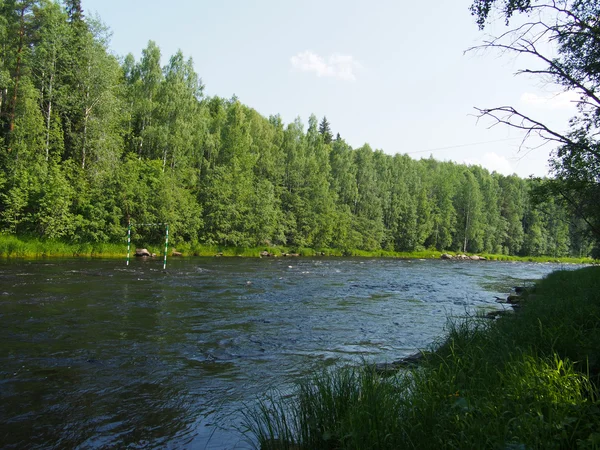 Foresta — Foto Stock