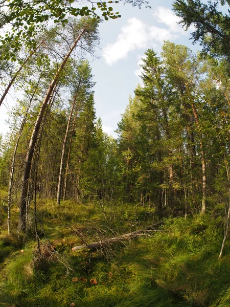 Wald — Stockfoto