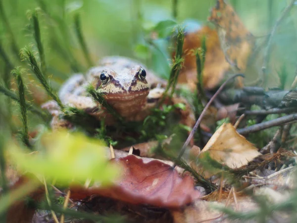 Kikker in het gras — Stockfoto