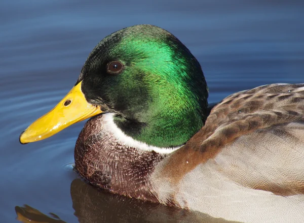 Retrato de pato — Foto de Stock