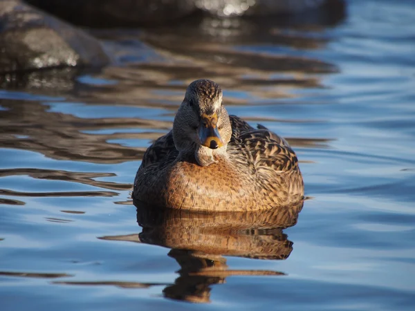 Portrait de canard — Photo