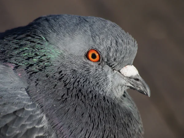 Porträtt av duva — Stockfoto