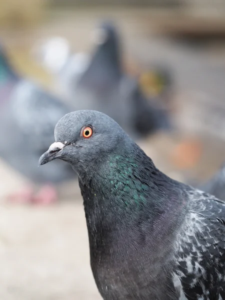 Porträt der Taube — Stockfoto