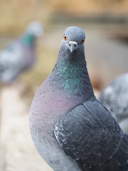 Retrato de pombo — Fotografia de Stock