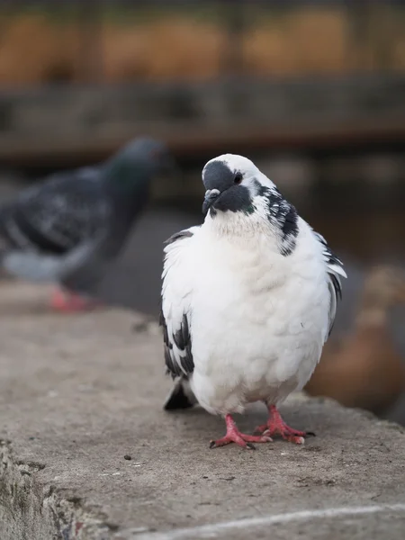 Porträtt av duva — Stockfoto