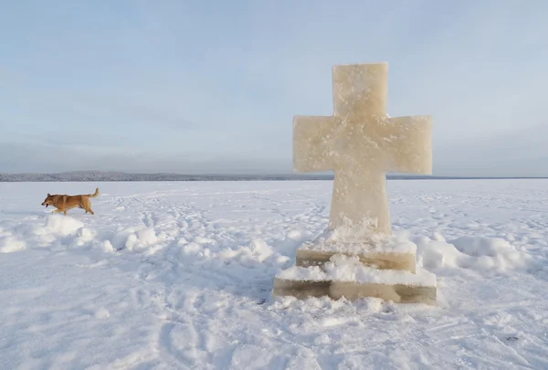 Ice cross and dog on the lake — Stock Photo, Image