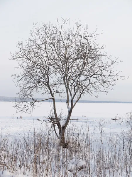 Ufer des Sees im Winter — Stockfoto