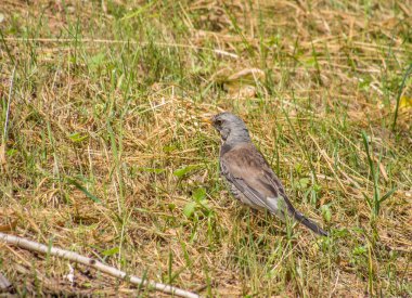 Ormandaki ardıç kuşu