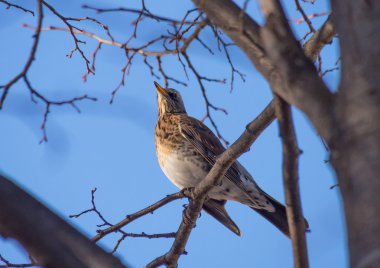 Ormandaki ardıç kuşu