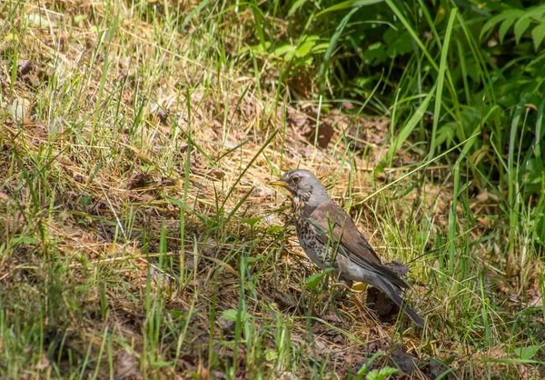 Zorzal en el bosque —  Fotos de Stock